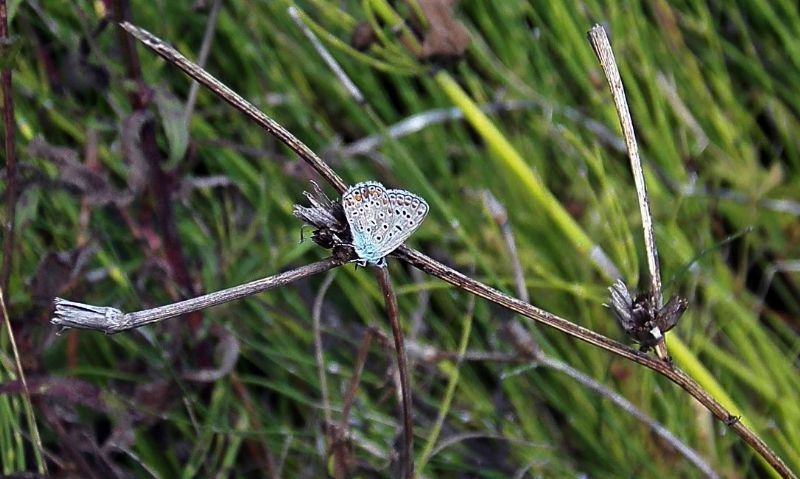 Polyommatus thersites?